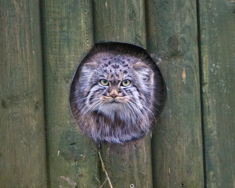 ビッグ・キャット・サンクチュアリのトゥーラの写真