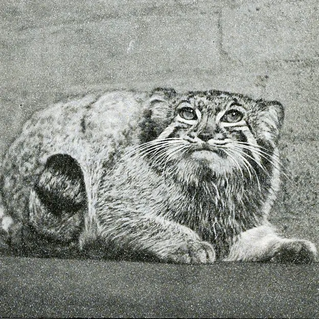 ロンドン動物園のカルカッタの写真