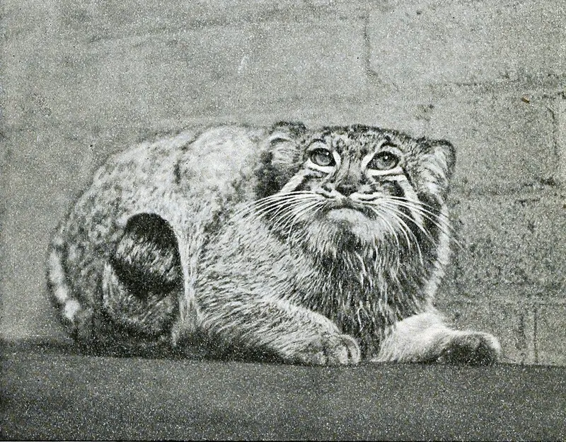 ロンドン動物園のカルカッタの写真
