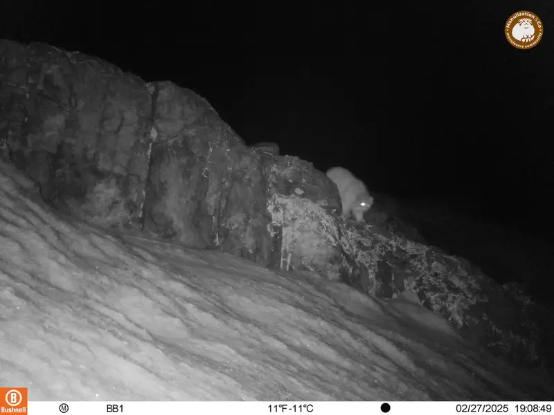 アクタス＝クンコラ［新］カメラトラップで撮影したOtocolobus manul manulの写真