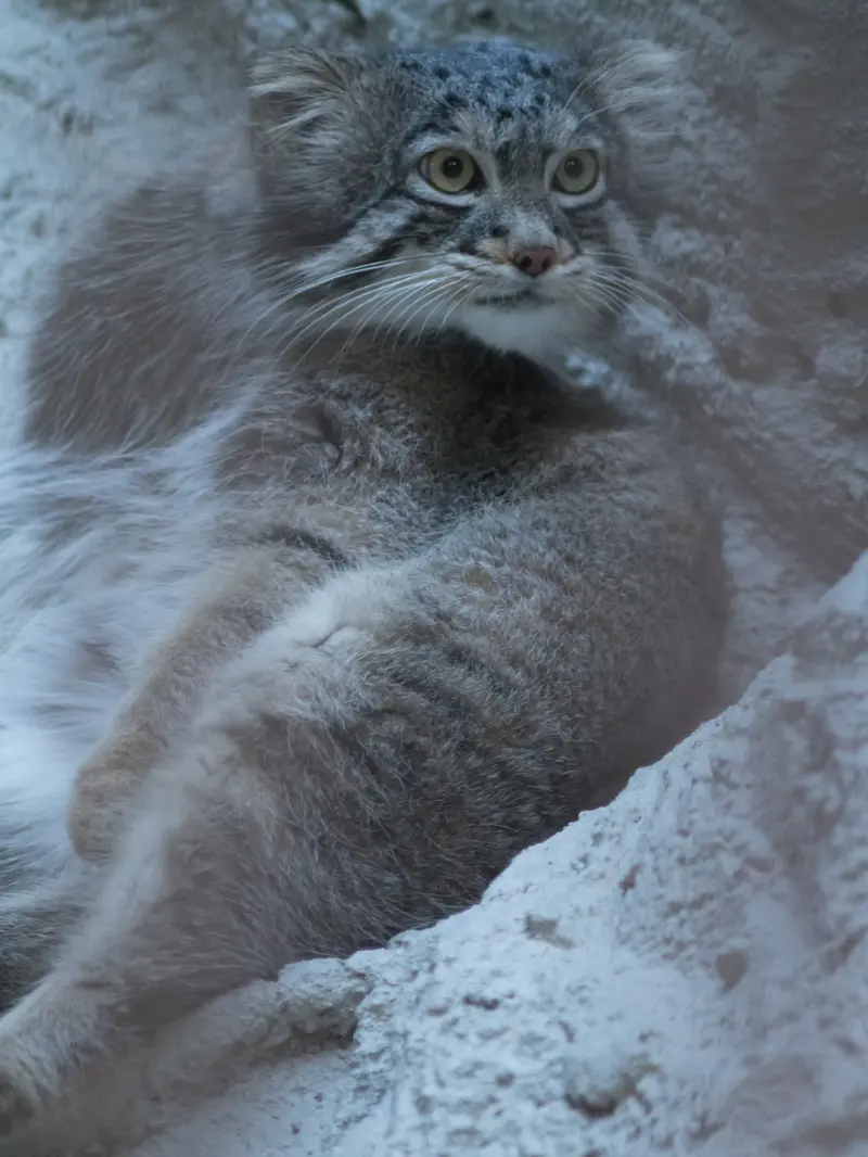 野毛山動物園のフィーガの写真