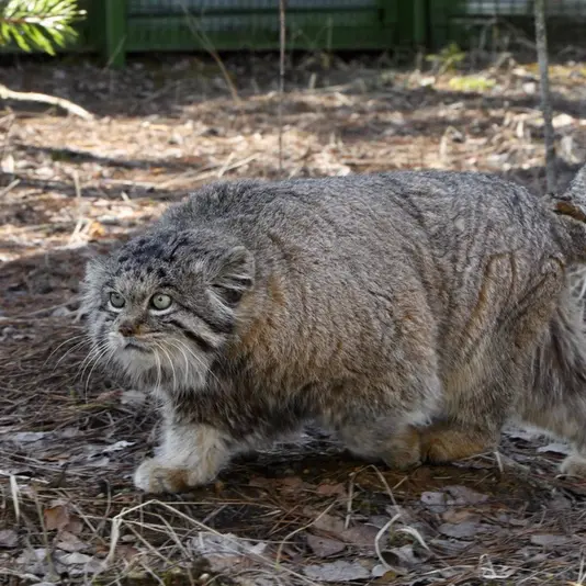 希少動物繁殖センターのイノケンティの写真