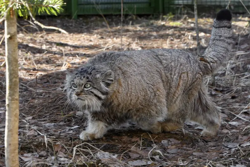 希少動物繁殖センターのイノケンティの写真