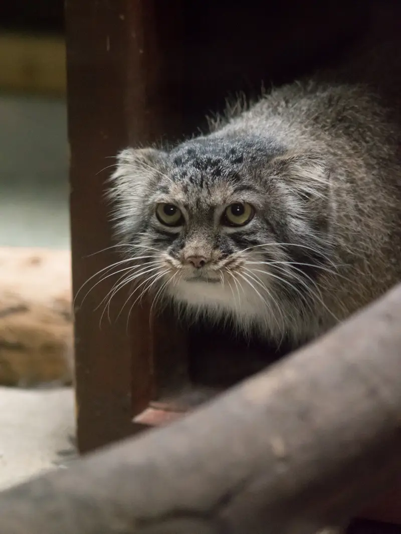 恩賜上野動物園のサフランの写真