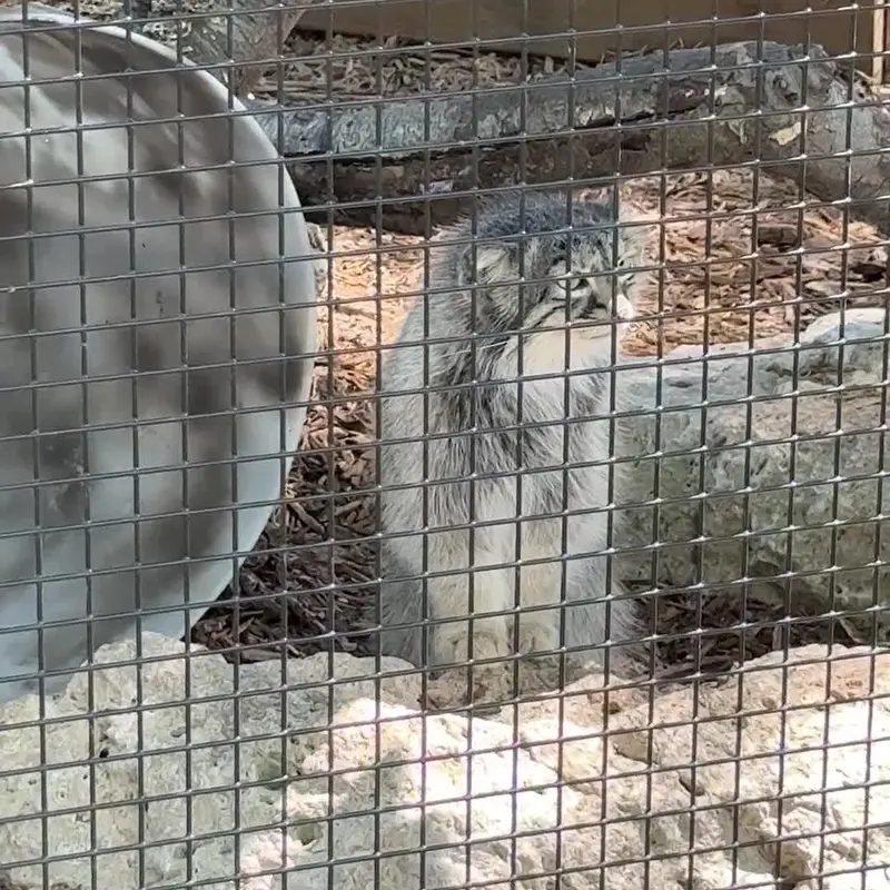 ニアイビ動物園のマヌルネコの写真