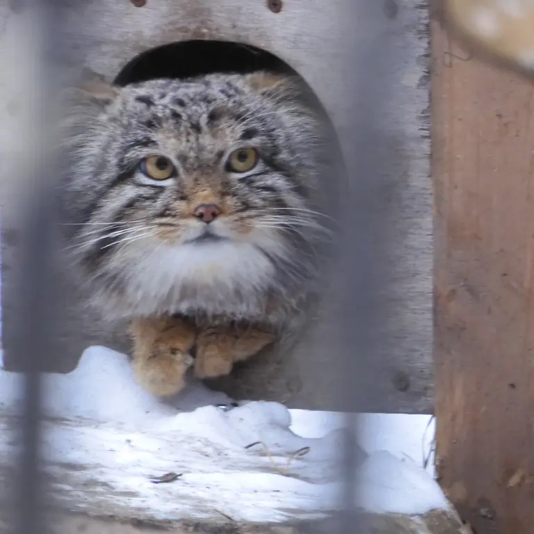 ノヴォシビルスク動物園のメンスの写真
