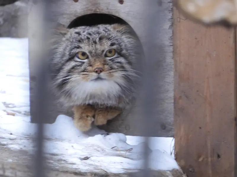 ノヴォシビルスク動物園のメンスの写真