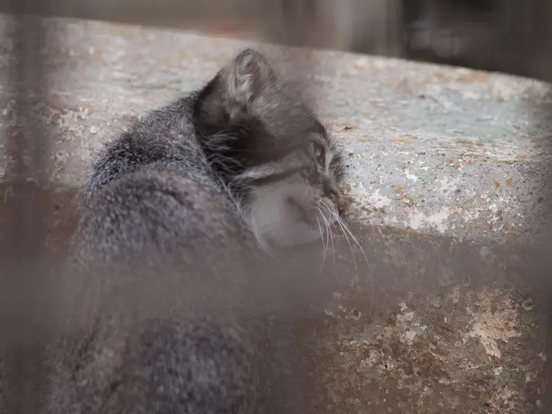 野毛山動物園のフィーガの写真