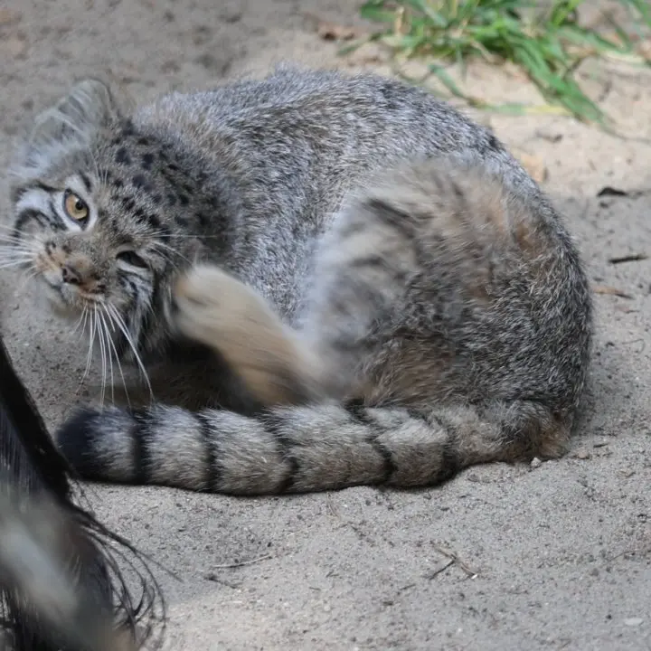 ノヴォシビルスク動物園のマヌルネコの写真