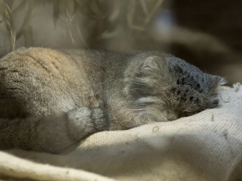 恩賜上野動物園のクリョンの写真