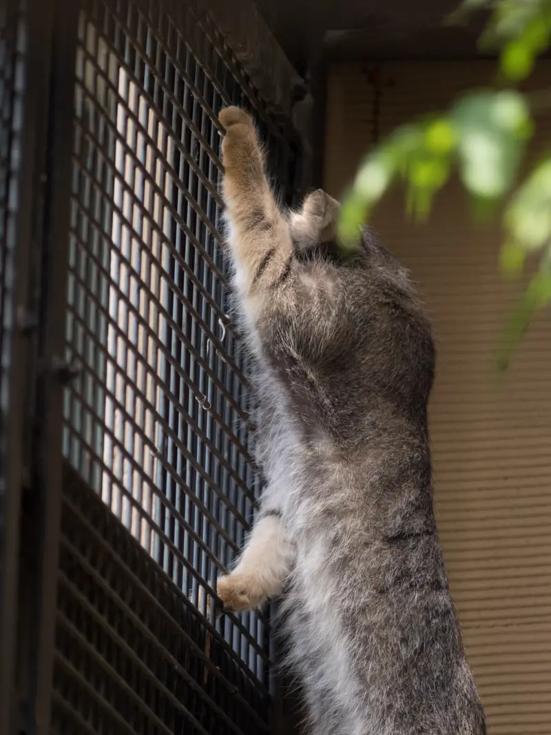 旭山動物園のヒデの写真