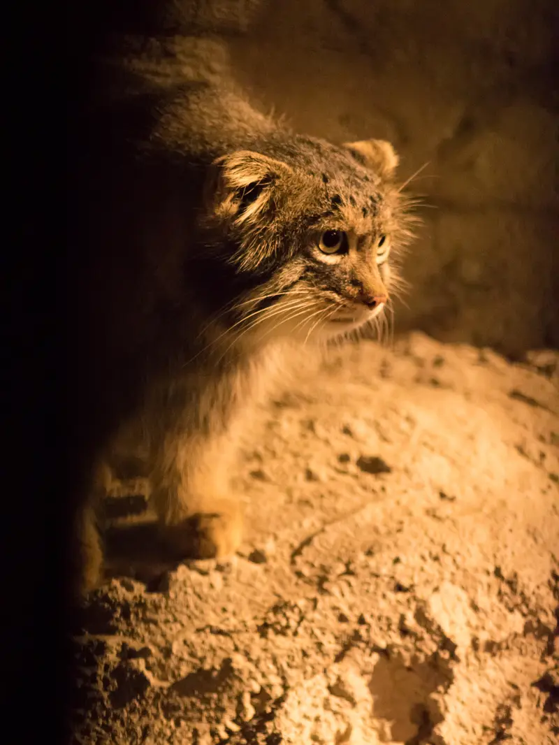 野毛山動物園のフィーガの写真