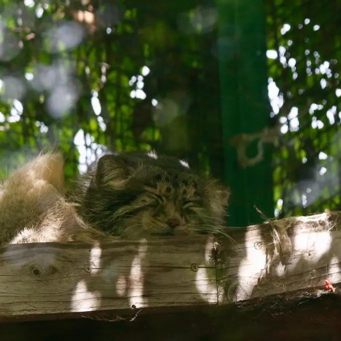 ブダペスト動物園＆植物園のボフスの写真