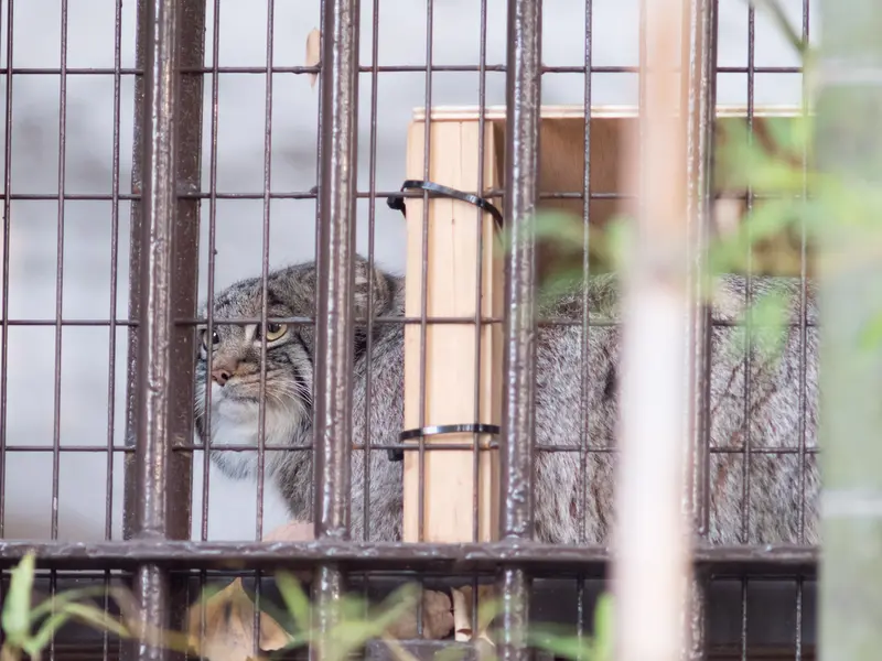 野毛山動物園のフィーガの写真