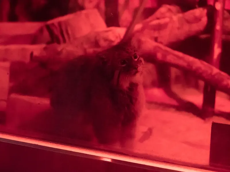 恩賜上野動物園のナイマの写真