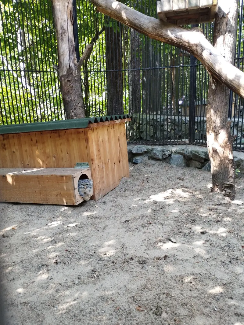 ノヴォシビルスク動物園のマヌルネコの写真