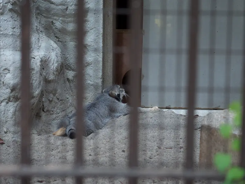 野毛山動物園のフィーガの写真