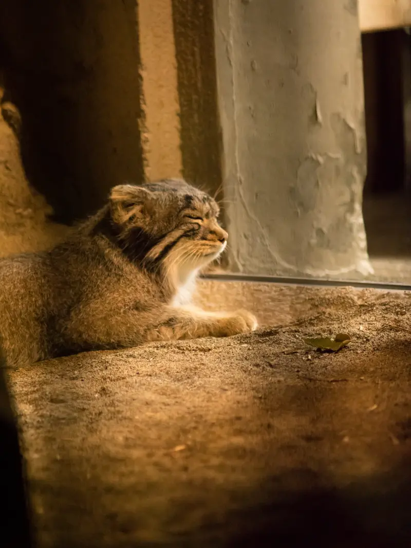 野毛山動物園のフィーガの写真