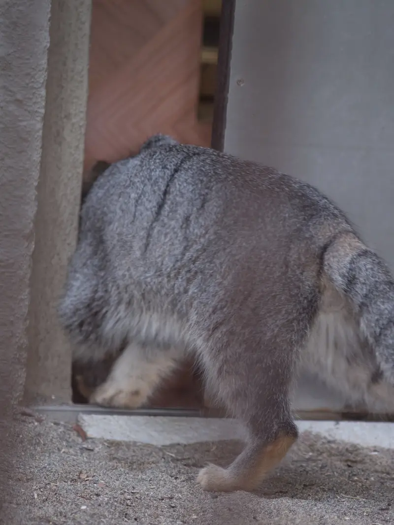 野毛山動物園のフィーガの写真