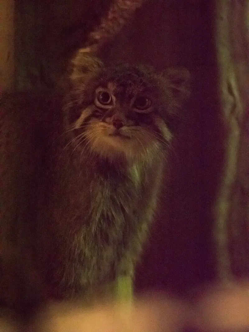 野毛山動物園のフィーガの写真