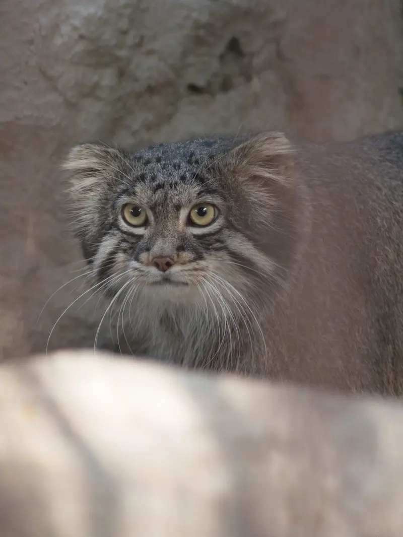 野毛山動物園のフィーガの写真