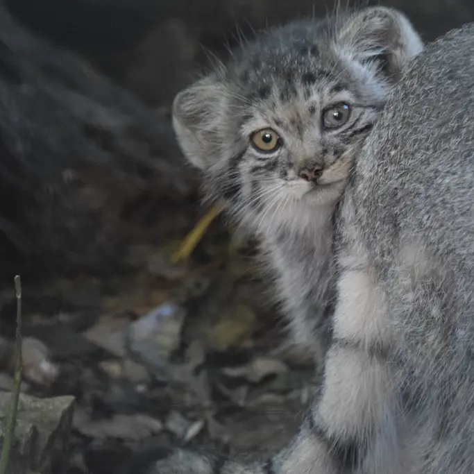 ブダペスト動物園＆植物園のボリス Ⅱの写真