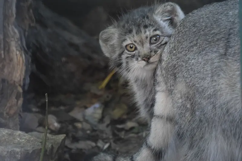 ブダペスト動物園・植物園のボリス Ⅱの写真
