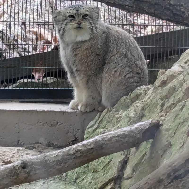 ミル・マウンテン動物園のノルブの写真