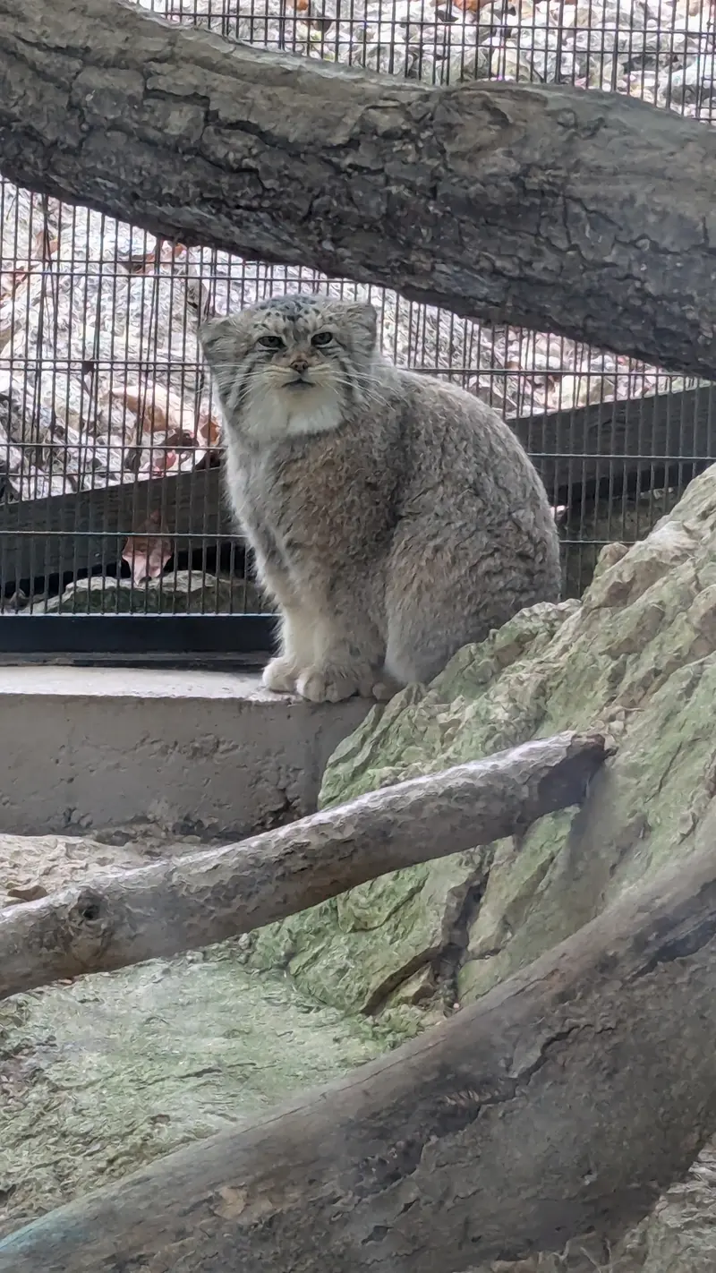 ミル・マウンテン動物園のノルブの写真