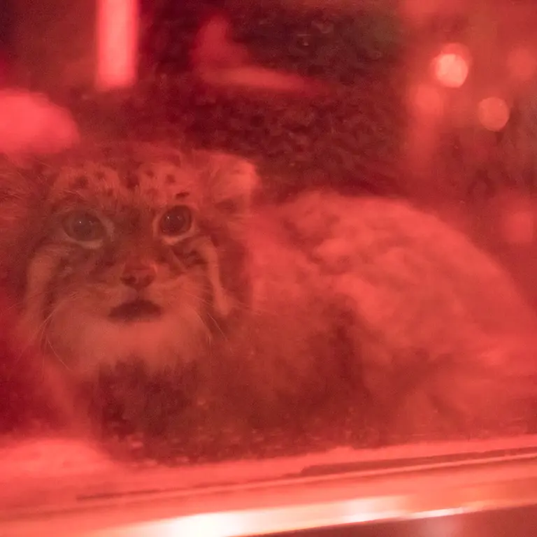 恩賜上野動物園のナイマの写真