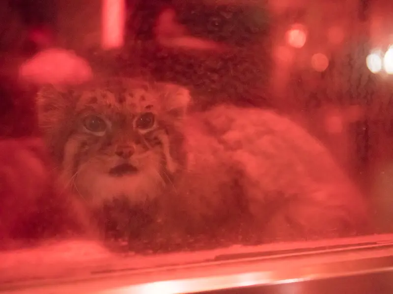恩賜上野動物園のナイマの写真