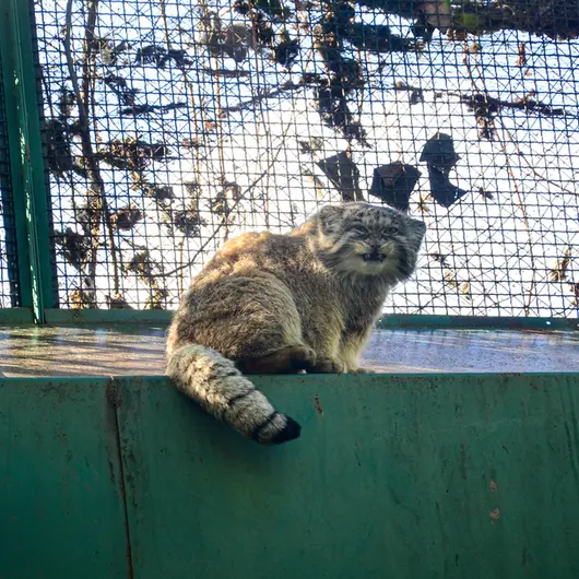 ブダペスト動物園・植物園のボフスの写真
