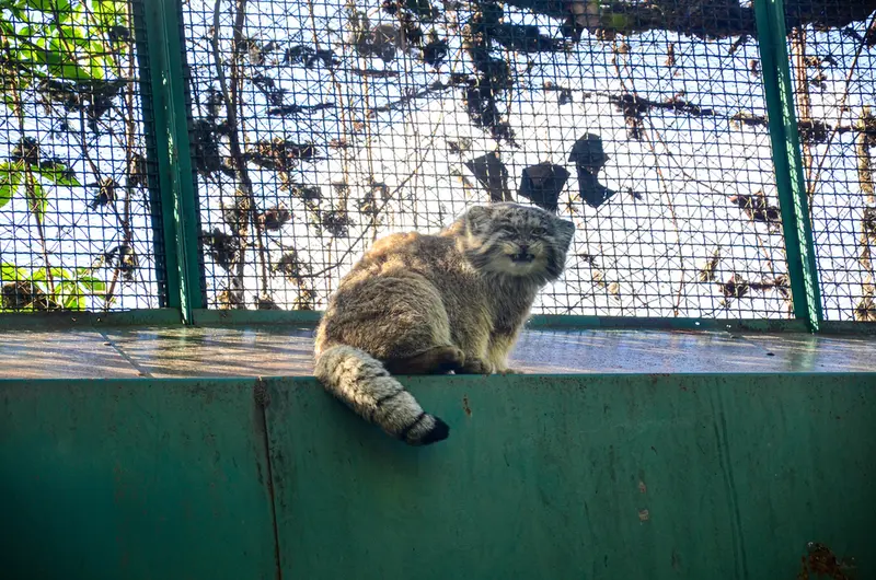ブダペスト動物園・植物園のボフスの写真