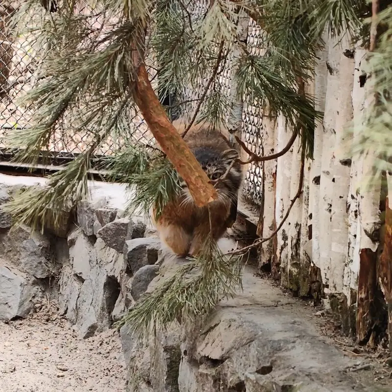 ノヴォシビルスク動物園のマヌルネコの写真
