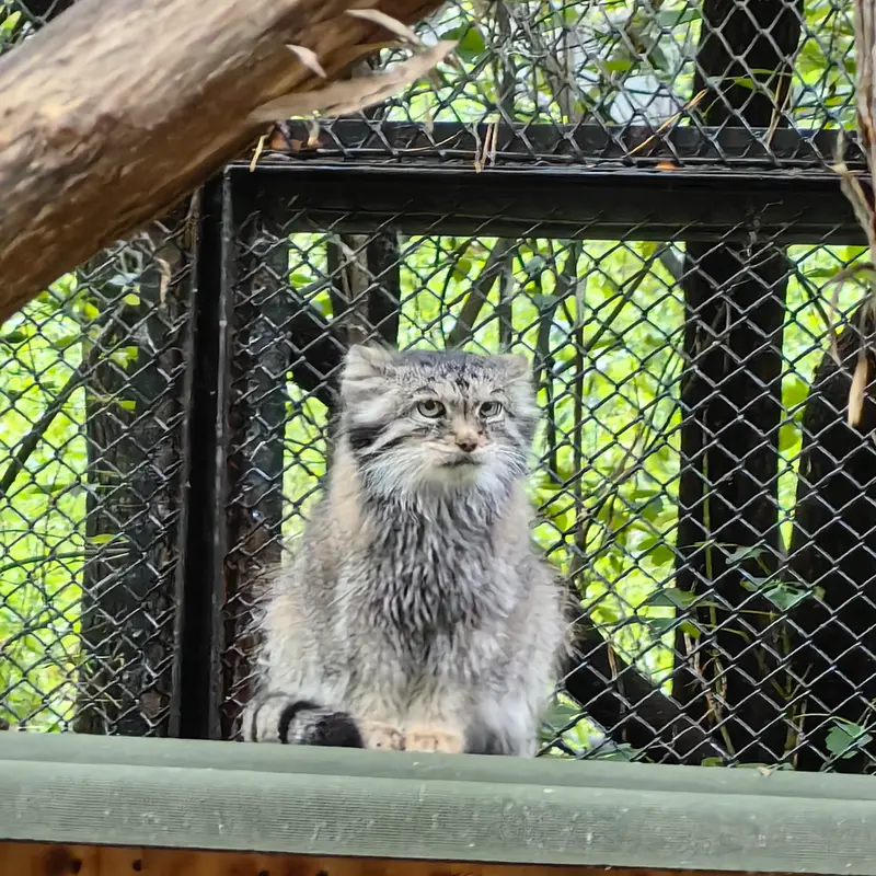 ノヴォシビルスク動物園のラストチカの写真