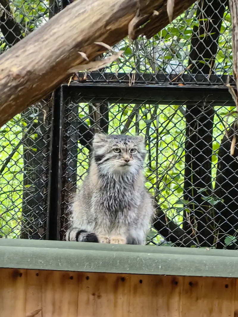 ノヴォシビルスク動物園のラストチカの写真