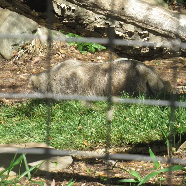 スミソニアン国立動物園のセバとアカルの写真