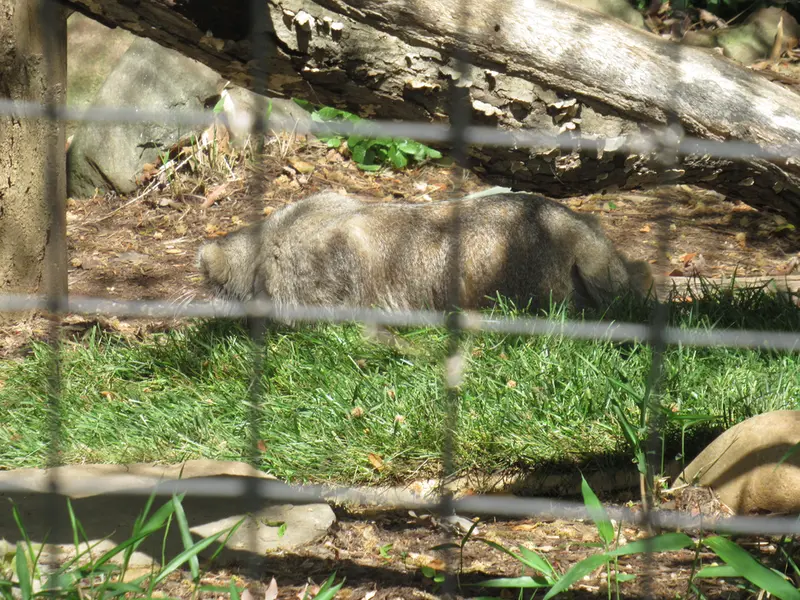 スミソニアン国立動物園のセバとアカルの写真