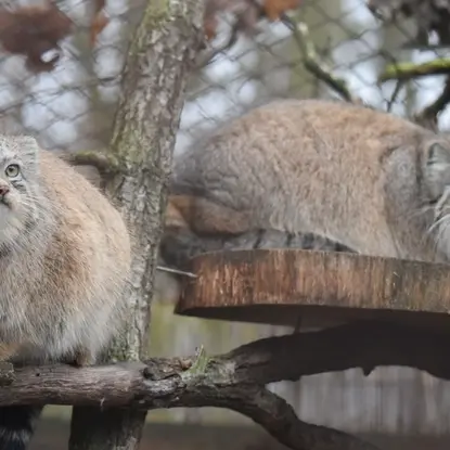 ブルノ動物園のローザの写真