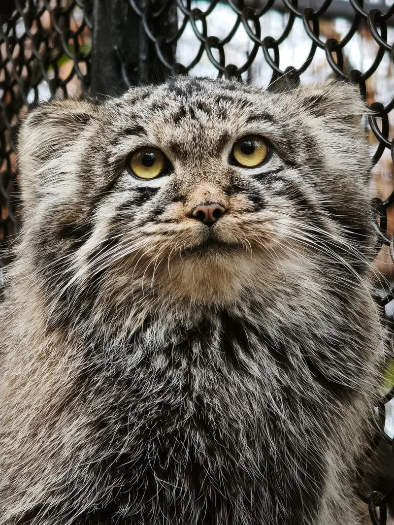 ノヴォシビルスク動物園のイヴの子（2026年生まれ）Ⅲの写真