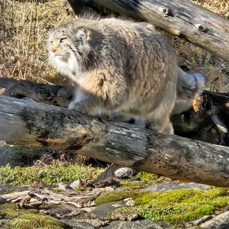 コルケアサーリ動物園のミミの写真
