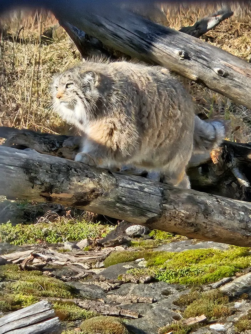 コルケアサーリ動物園のミミの写真