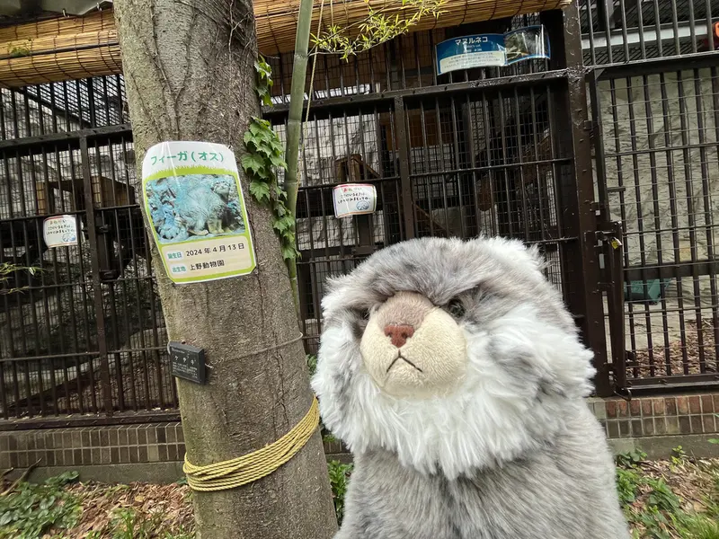 マヌルネコの写真