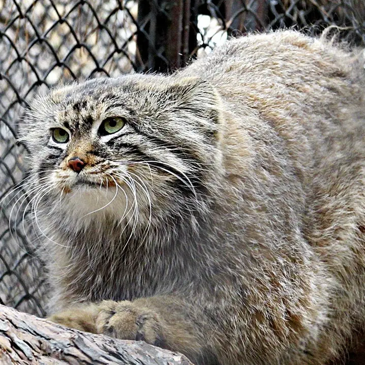 ノヴォシビルスク動物園のゼレノゴルスクの写真