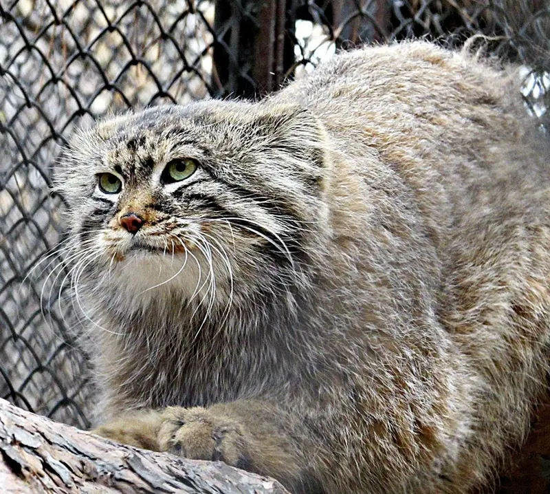 ノヴォシビルスク動物園のゼレノゴルスクの写真