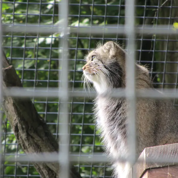 ザールブリュッケン動物園のカール・ハインツの写真
