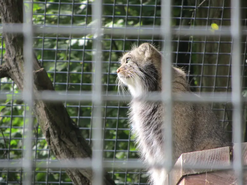 ザールブリュッケン動物園のカール・ハインツの写真