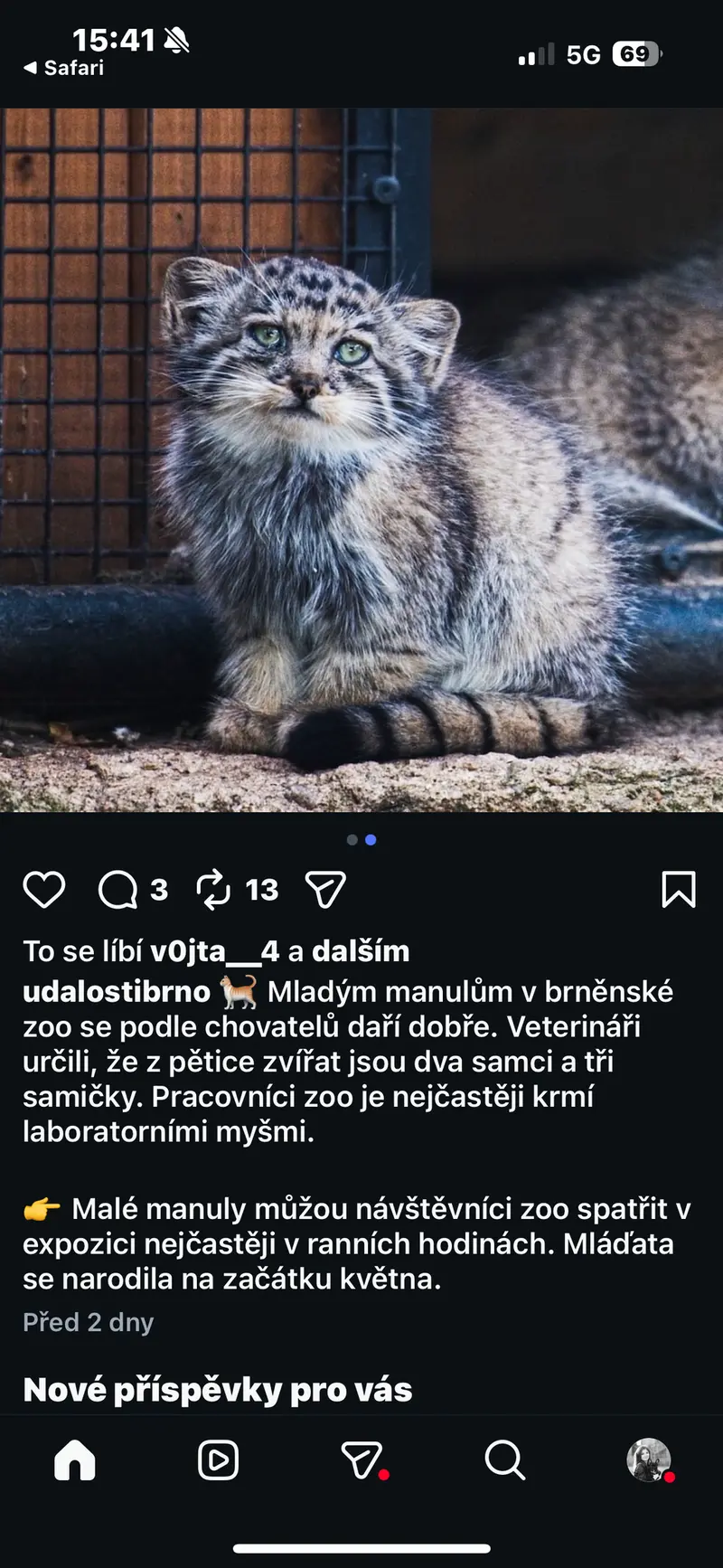 マヌルネコの写真