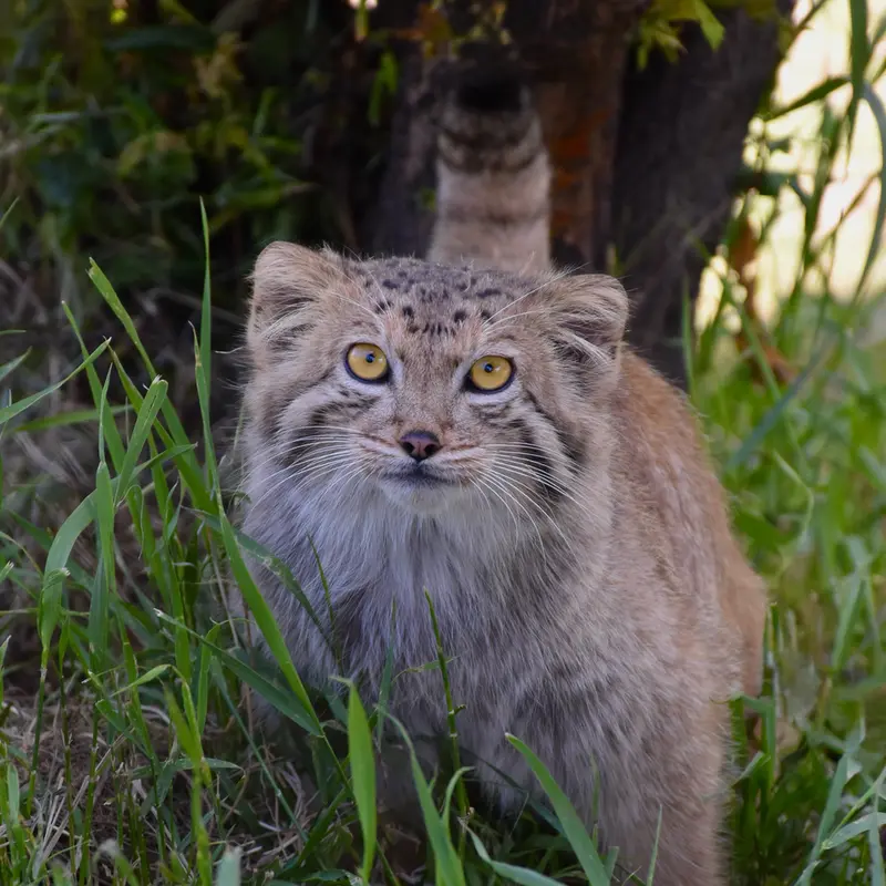 エレバン動物園のマノーの写真