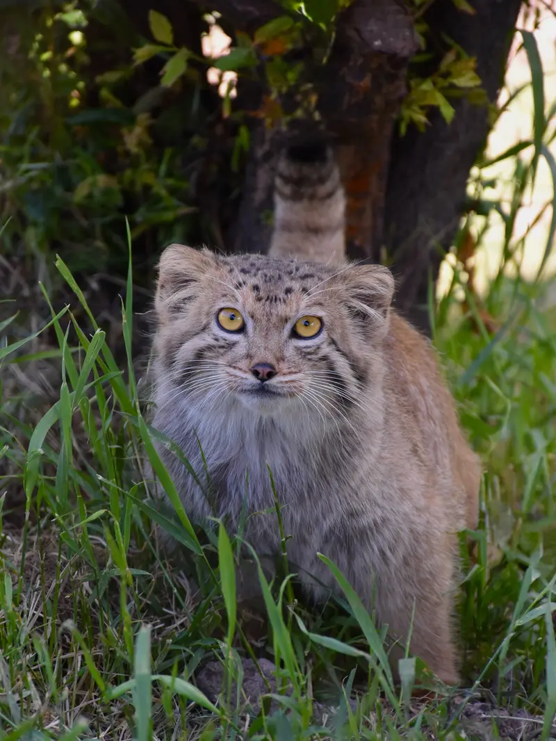 エレバン動物園のマノーの写真